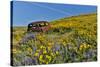 Abandoned car in springtime wildflowers, Dalles Mountain Ranch State Park, Washington State-Darrell Gulin-Stretched Canvas