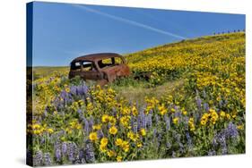 Abandoned car in springtime wildflowers, Dalles Mountain Ranch State Park, Washington State-Darrell Gulin-Stretched Canvas