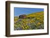 Abandoned car in springtime wildflowers, Dalles Mountain Ranch State Park, Washington State-Darrell Gulin-Framed Photographic Print