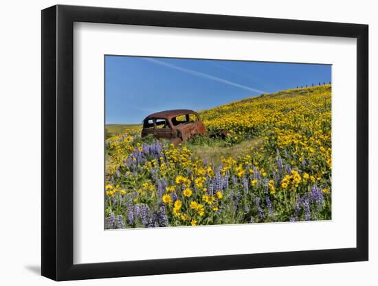 Abandoned car in springtime wildflowers, Dalles Mountain Ranch State Park, Washington State-Darrell Gulin-Framed Photographic Print