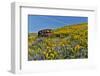 Abandoned car in springtime wildflowers, Dalles Mountain Ranch State Park, Washington State-Darrell Gulin-Framed Photographic Print