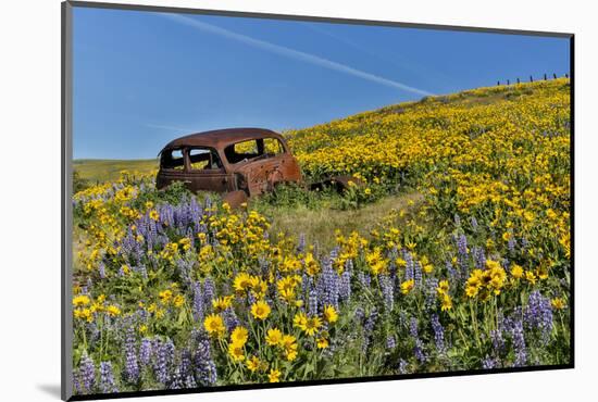 Abandoned car in springtime wildflowers, Dalles Mountain Ranch State Park, Washington State-Darrell Gulin-Mounted Photographic Print