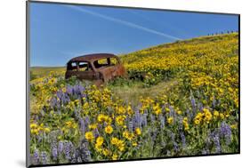 Abandoned car in springtime wildflowers, Dalles Mountain Ranch State Park, Washington State-Darrell Gulin-Mounted Photographic Print