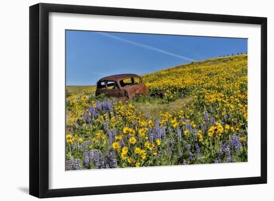 Abandoned car in springtime wildflowers, Dalles Mountain Ranch State Park, Washington State-Darrell Gulin-Framed Photographic Print