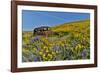 Abandoned car in springtime wildflowers, Dalles Mountain Ranch State Park, Washington State-Darrell Gulin-Framed Photographic Print