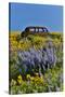 Abandoned car in springtime wildflowers, Dalles Mountain Ranch State Park, Washington State-Darrell Gulin-Stretched Canvas