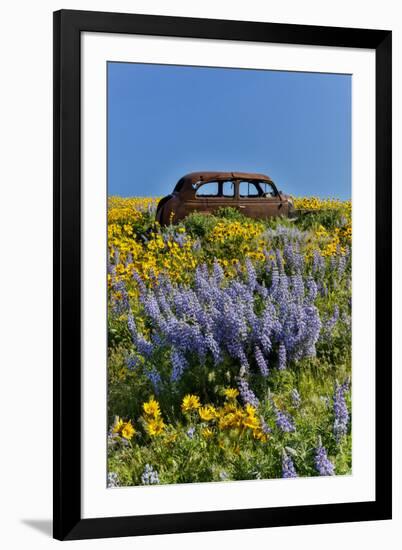 Abandoned car in springtime wildflowers, Dalles Mountain Ranch State Park, Washington State-Darrell Gulin-Framed Photographic Print