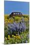 Abandoned car in springtime wildflowers, Dalles Mountain Ranch State Park, Washington State-Darrell Gulin-Mounted Photographic Print