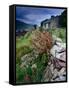 Abandoned Cottage on the Famine Relief Road in Killary Harbour, Connemara, Connaught, Ireland-Gareth McCormack-Framed Stretched Canvas