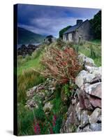 Abandoned Cottage on the Famine Relief Road in Killary Harbour, Connemara, Connaught, Ireland-Gareth McCormack-Stretched Canvas