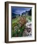 Abandoned Cottage on the Famine Relief Road in Killary Harbour, Connemara, Connaught, Ireland-Gareth McCormack-Framed Photographic Print
