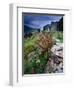 Abandoned Cottage on the Famine Relief Road in Killary Harbour, Connemara, Connaught, Ireland-Gareth McCormack-Framed Photographic Print