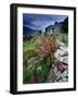 Abandoned Cottage on the Famine Relief Road in Killary Harbour, Connemara, Connaught, Ireland-Gareth McCormack-Framed Photographic Print