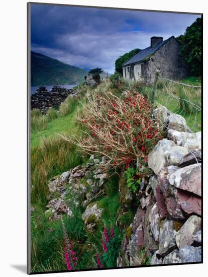 Abandoned Cottage on the Famine Relief Road in Killary Harbour, Connemara, Connaught, Ireland-Gareth McCormack-Mounted Photographic Print