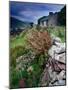Abandoned Cottage on the Famine Relief Road in Killary Harbour, Connemara, Connaught, Ireland-Gareth McCormack-Mounted Photographic Print