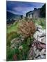 Abandoned Cottage on the Famine Relief Road in Killary Harbour, Connemara, Connaught, Ireland-Gareth McCormack-Mounted Photographic Print
