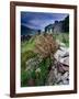 Abandoned Cottage on the Famine Relief Road in Killary Harbour, Connemara, Connaught, Ireland-Gareth McCormack-Framed Photographic Print