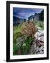 Abandoned Cottage on the Famine Relief Road in Killary Harbour, Connemara, Connaught, Ireland-Gareth McCormack-Framed Photographic Print