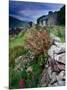 Abandoned Cottage on the Famine Relief Road in Killary Harbour, Connemara, Connaught, Ireland-Gareth McCormack-Mounted Photographic Print