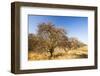 Abandoned dead and dying Orange trees, near Bakersfield, California, USA. October 2014-Ashley Cooper-Framed Photographic Print