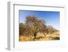 Abandoned dead and dying Orange trees, near Bakersfield, California, USA. October 2014-Ashley Cooper-Framed Photographic Print