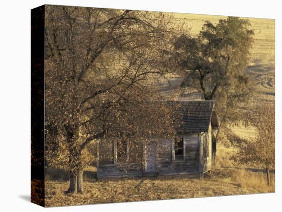 Abandoned Farm House in Wheat Field, Uniontown, Washington, USA-William Sutton-Stretched Canvas