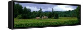 Abandoned Farmhouse with Sheep Glen Strathfarrar Highlands Scotland-null-Framed Stretched Canvas
