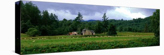 Abandoned Farmhouse with Sheep Glen Strathfarrar Highlands Scotland-null-Stretched Canvas