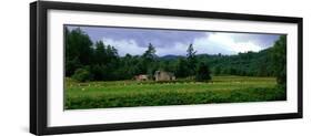 Abandoned Farmhouse with Sheep Glen Strathfarrar Highlands Scotland-null-Framed Photographic Print