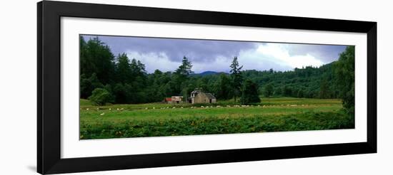 Abandoned Farmhouse with Sheep Glen Strathfarrar Highlands Scotland-null-Framed Photographic Print