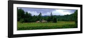 Abandoned Farmhouse with Sheep Glen Strathfarrar Highlands Scotland-null-Framed Photographic Print