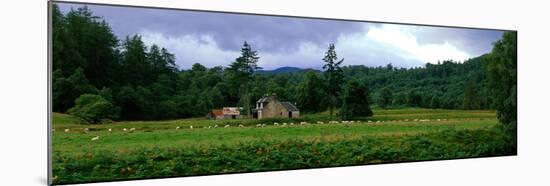 Abandoned Farmhouse with Sheep Glen Strathfarrar Highlands Scotland-null-Mounted Photographic Print