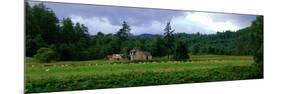 Abandoned Farmhouse with Sheep Glen Strathfarrar Highlands Scotland-null-Mounted Photographic Print