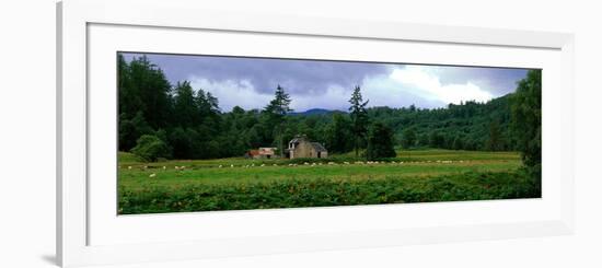 Abandoned Farmhouse with Sheep Glen Strathfarrar Highlands Scotland-null-Framed Photographic Print