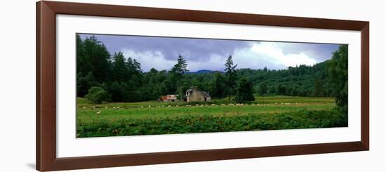 Abandoned Farmhouse with Sheep Glen Strathfarrar Highlands Scotland-null-Framed Photographic Print