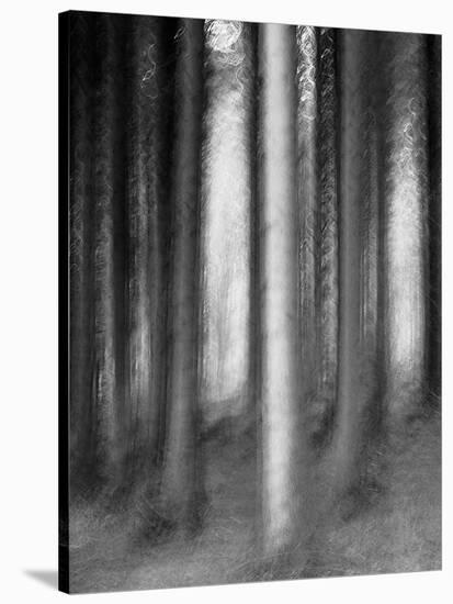 Abandoned Forest-Jacob Berghoef-Stretched Canvas