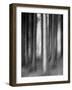 Abandoned Forest-Jacob Berghoef-Framed Photographic Print