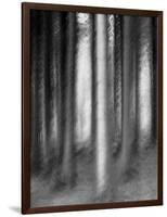 Abandoned Forest-Jacob Berghoef-Framed Photographic Print