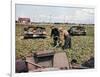 Abandoned French Tanks in a Field, Dunkirk, France, 1940-null-Framed Giclee Print