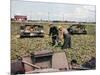 Abandoned French Tanks in a Field, Dunkirk, France, 1940-null-Mounted Giclee Print