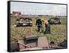 Abandoned French Tanks in a Field, Dunkirk, France, 1940-null-Framed Stretched Canvas