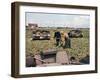 Abandoned French Tanks in a Field, Dunkirk, France, 1940-null-Framed Giclee Print