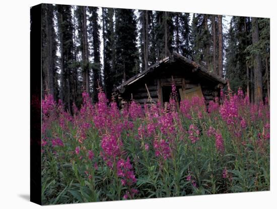 Abandoned Trappers Cabin Amid Fireweed, Yukon, Canada-Paul Souders-Stretched Canvas