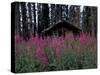 Abandoned Trappers Cabin Amid Fireweed, Yukon, Canada-Paul Souders-Stretched Canvas