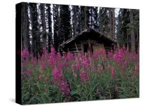 Abandoned Trappers Cabin Amid Fireweed, Yukon, Canada-Paul Souders-Stretched Canvas