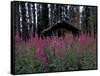 Abandoned Trappers Cabin Amid Fireweed, Yukon, Canada-Paul Souders-Framed Stretched Canvas