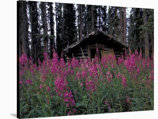 Abandoned Trappers Cabin Amid Fireweed, Yukon, Canada-Paul Souders-Stretched Canvas