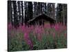 Abandoned Trappers Cabin Amid Fireweed, Yukon, Canada-Paul Souders-Stretched Canvas