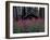 Abandoned Trappers Cabin Amid Fireweed, Yukon, Canada-Paul Souders-Framed Premium Photographic Print