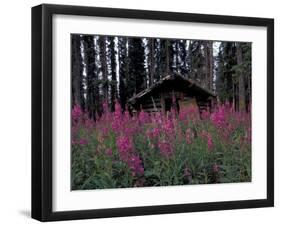 Abandoned Trappers Cabin Amid Fireweed, Yukon, Canada-Paul Souders-Framed Premium Photographic Print